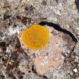 010_lichenvulci